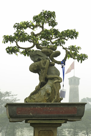 Thế[-]cây[-]tiên[-]nữ[-]đá[-]đầy[-]cảm[-]xúc!